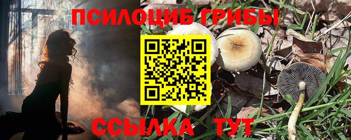 Псилоцибиновые грибы Psilocybine cubensis Белорецк